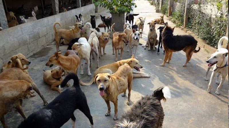 Stray Dogs 2