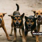 Stray Dogs 3