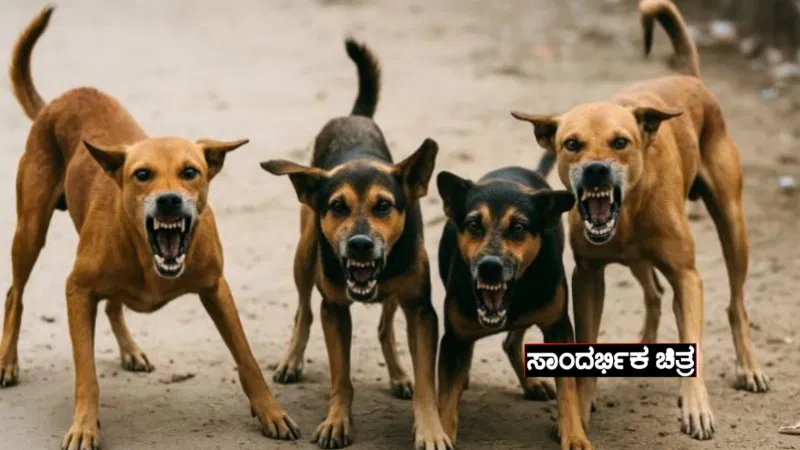 Stray Dogs 3