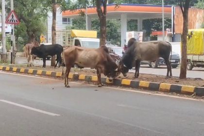 bull fight in the middle of bagalkot road vehicles damaged