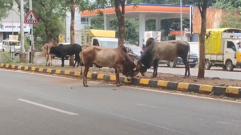 bull fight in the middle of bagalkot road vehicles damaged