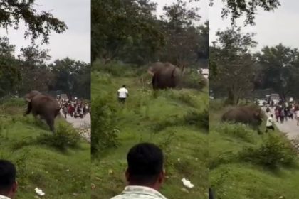 elephant attack chamarajanagara