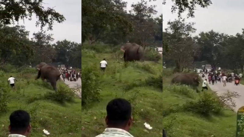 elephant attack chamarajanagara