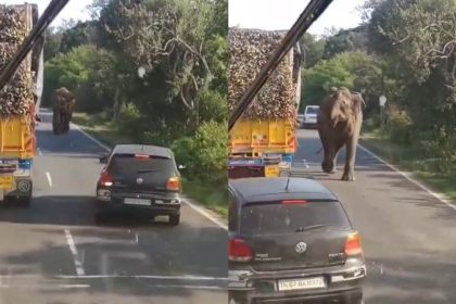 elephant sugarcane