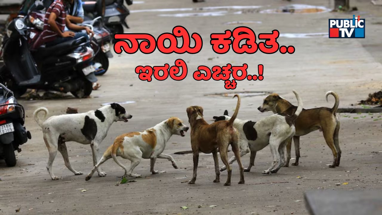 stray dog bite