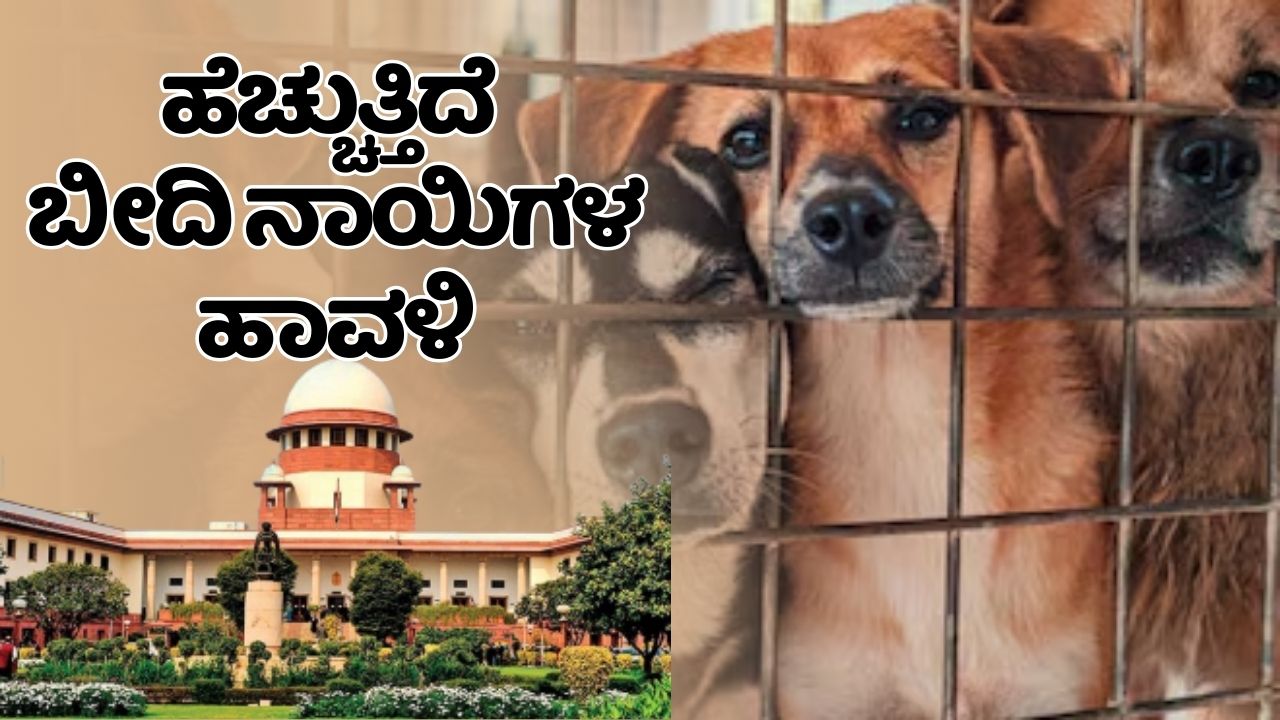 stray dogs 1