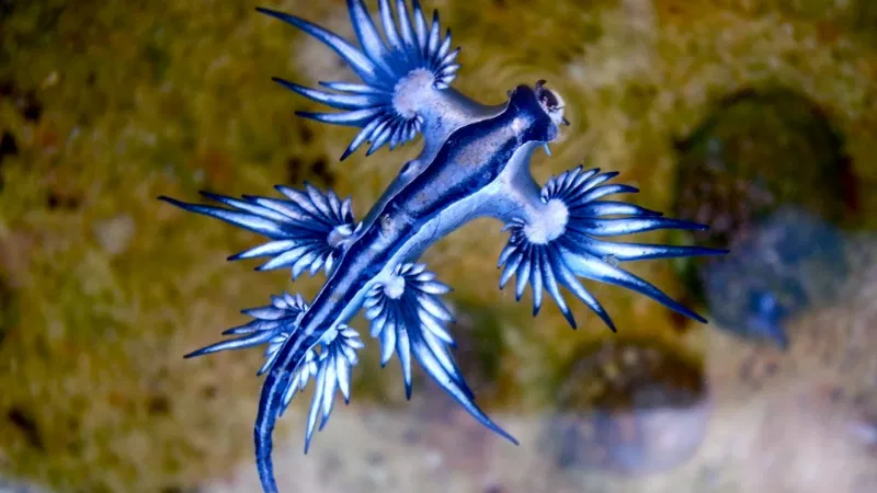 Blue Dragons