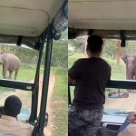 Chamarajanagar Elephant attack