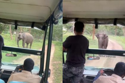 Chamarajanagar Elephant attack