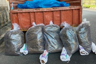 Marijuana seized in udupi