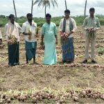 Onion price drops by Rs 1000 per quintal Ballari Vijayangara