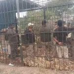 People trapped the Forest Department staff in a cage Gundlupet