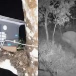 Ramanagara Farm Guard Wild Elephant