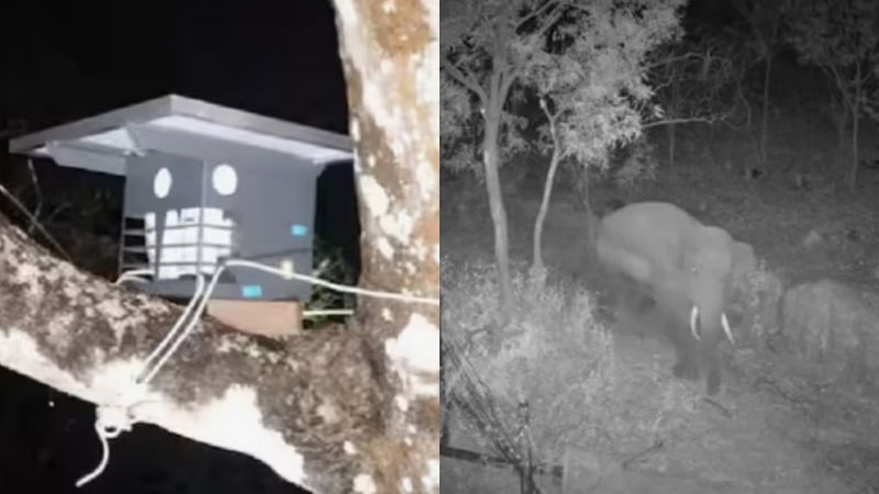 Ramanagara Farm Guard Wild Elephant