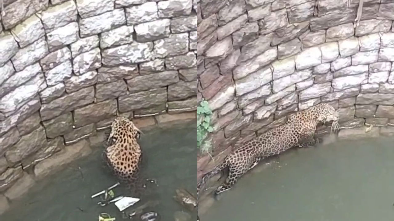 Ramanagara Leopard Rescue