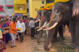 Shivamogga dasara mahotsav 2025 elephants practice for jumbo savari 1