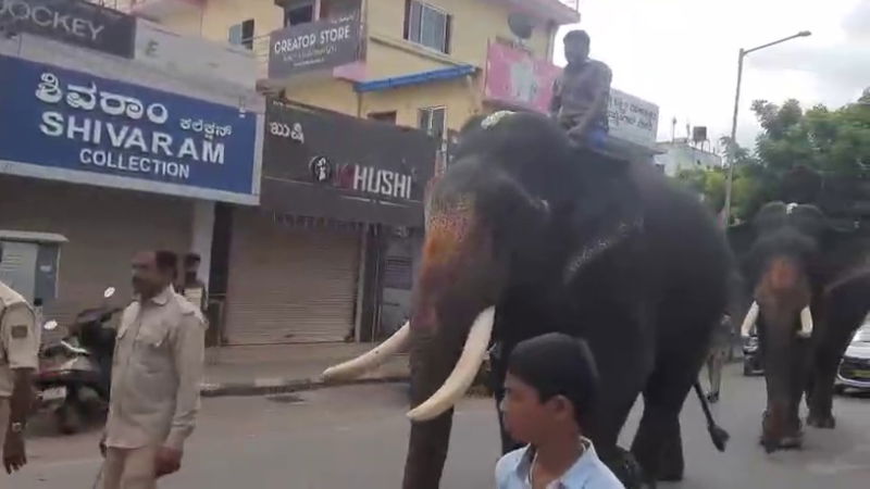 ಶಿವಮೊಗ್ಗ ದಸರಾ - ತಾಲೀಮು ಆರಂಭಿಸಿದ ಗಜಪಡೆ 3 Shivamogga dasara mahotsav 2025 elephants practice for jumbo savari