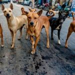 Stray dogs