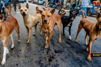 Stray dogs