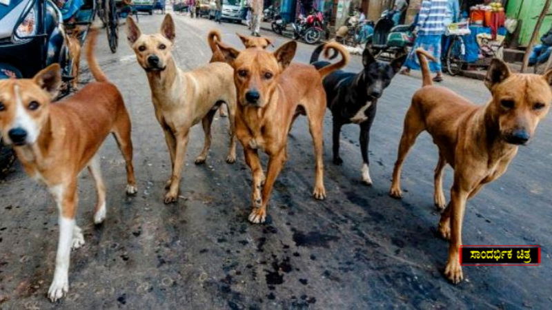 Stray dogs