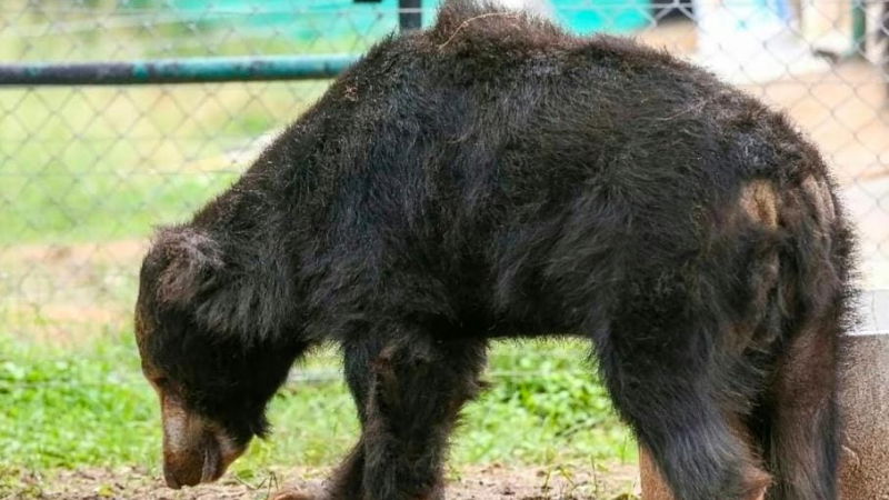 Vasikaran Bear 2