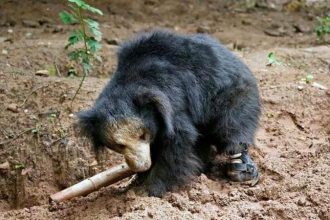 Vasikaran Bear