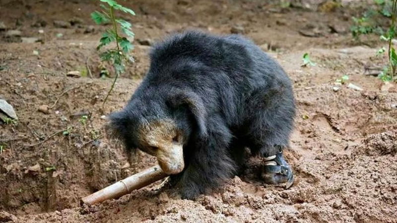 Vasikaran Bear