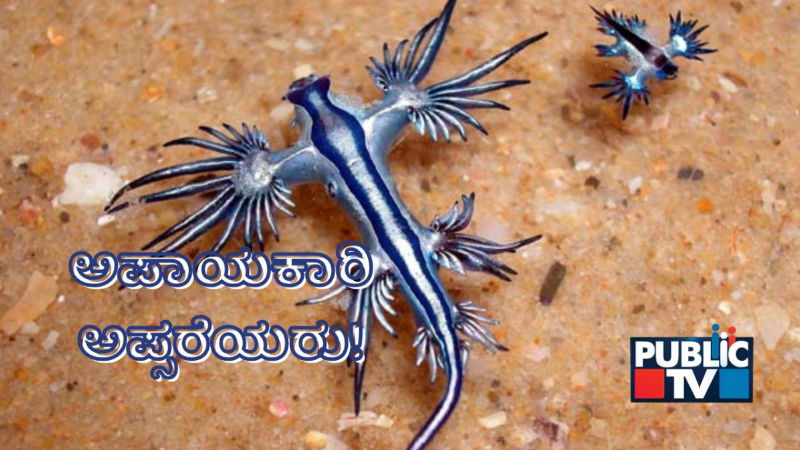 What are blue dragons which have led to beach closures in Spain