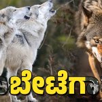 Wolf Attacks