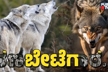 Wolf Attacks