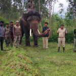 bandipur forest tiger search operation