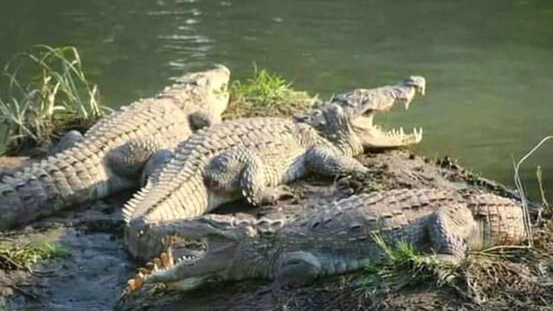 dandeli crocodile