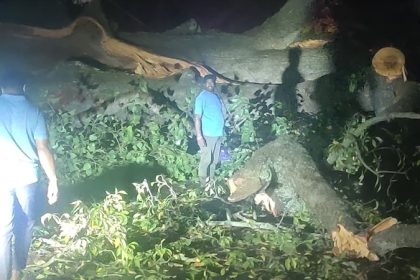 Bengaluru Tree Fall 3