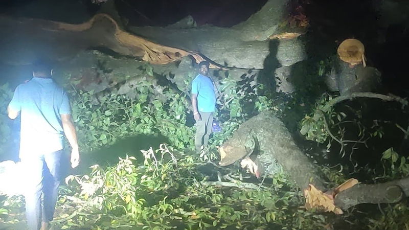 Bengaluru Tree Fall 3
