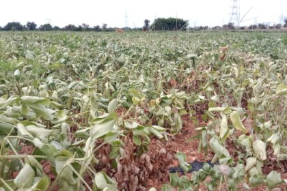 Chitradurga Crop loss