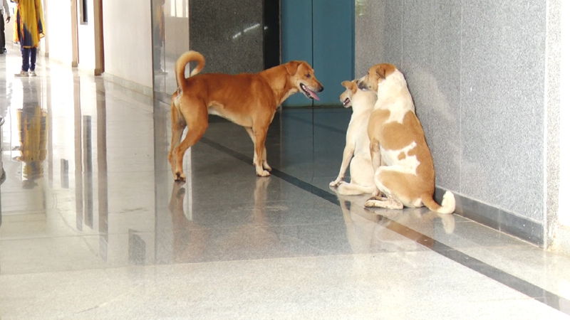 ಬೀದಿ ನಾಯಿಗಳ ಕಾಟ ತಡೆಯಲು ಆಸ್ಪತ್ರೆ, ಶಾಲೆ, ಕಾಲೇಜುಗಳಿಗೆ ಬೇಲಿ ಹಾಕಿ - ಸುಪ್ರೀಂ ಸೂಚನೆ 4 DC Office Dog 4