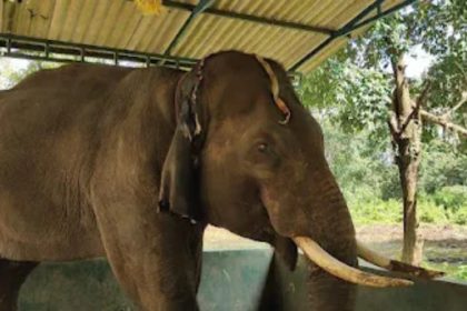 Elephant Balanna