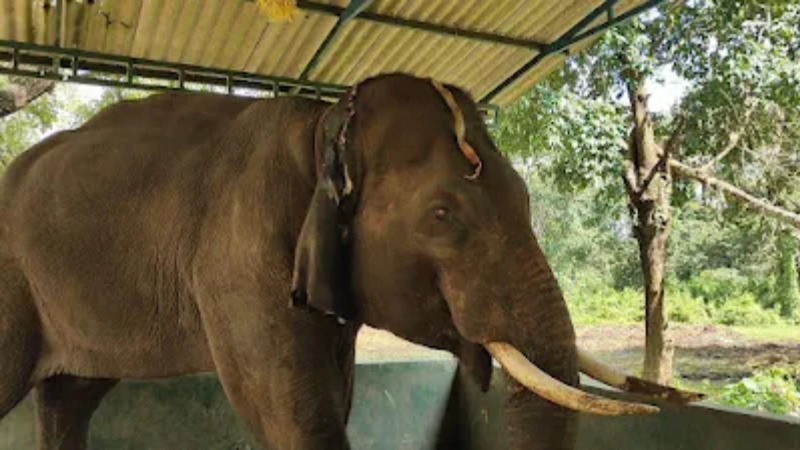 Elephant Balanna