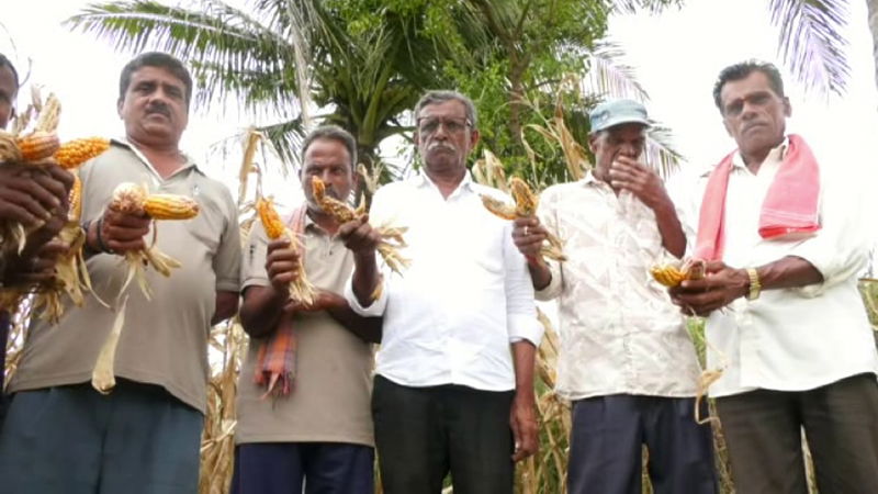 ಕೊಡಗು | ಅಕಾಲಿಕ ಮಳೆಗೆ ಬೆಳೆ ಹಾನಿ - ಮುಸುಕಿನ ಜೋಳ ಬೆಳೆದ ರೈತರಿಗೆ ಸಂಕಷ್ಟ 3 Kodagu Farmers