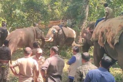 Wild elephant captured in N.R. Pura Chikkamagaluru