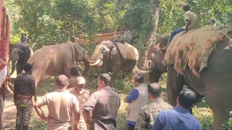 Wild elephant captured in N.R. Pura Chikkamagaluru