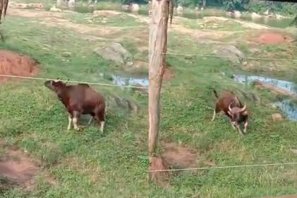 ಅಧಿಕಾರಿಗಳ ನಿರ್ಲಕ್ಷ್ಯಕ್ಕೆ ಬನ್ನೇರುಘಟ್ಟ ಜೈವಿಕ ಉದ್ಯಾನವನದಲ್ಲಿ ಹೆಣ್ಣು ಕಾಡೆಮ್ಮೆ ಬಲಿ 11 bannerghatta national park Bison