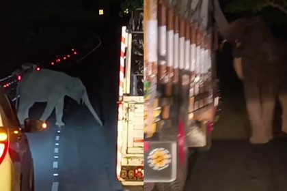 ಚಾ.ನಗರ| ತರಕಾರಿ, ಕಬ್ಬಿಗಾಗಿ ಲಾರಿ ಸರ್ಚ್ ಮಾಡಿದ ಕಾಡಾನೆ 11 chamarajanagara elephant