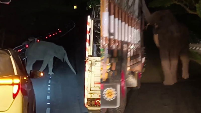 ಚಾ.ನಗರ| ತರಕಾರಿ, ಕಬ್ಬಿಗಾಗಿ ಲಾರಿ ಸರ್ಚ್ ಮಾಡಿದ ಕಾಡಾನೆ 1 chamarajanagara elephant