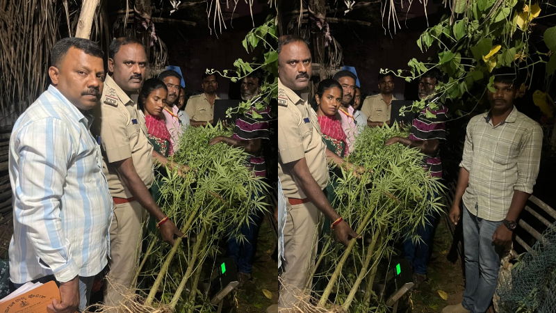 ಮಂಡ್ಯ| ಅಲಂಕಾರಿಕ ಗಿಡ ಅಂತ ಮನೆ ಮುಂದೆಯೇ ಗಾಂಜಾ ಬೆಳೆದ ಭೂಪ 1 marijuana mandya