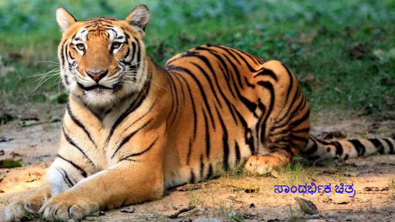 ಮೈಸೂರು| ದನ ಮೇಯಿಸುವಾಗ ಹುಲಿ ದಾಳಿಗೆ ರೈತ ಬಲಿ 2 tiger image