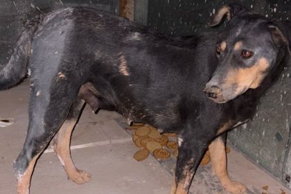 Bengaluru Gangrape On Dog