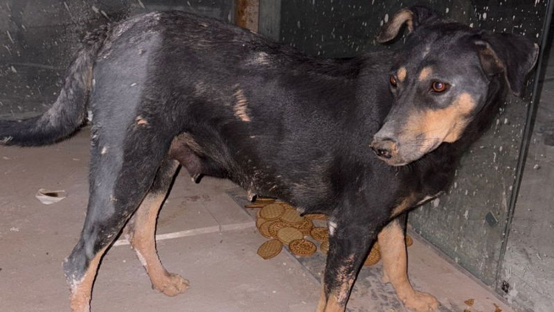 Bengaluru Gangrape On Dog