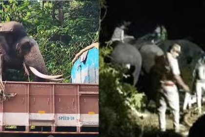 Chikkamagaluru Elephant