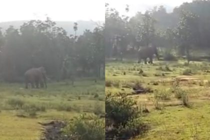 ಇಬ್ಬರನ್ನು ಬಲಿ ಪಡೆದ ಪುಂಡಾನೆ ಸೆರೆಗೆ ಅರಣ್ಯ ಇಲಾಖೆ ಆದೇಶ 15 ELEPHANT